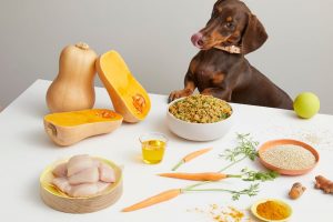 thức ăn chó mèo