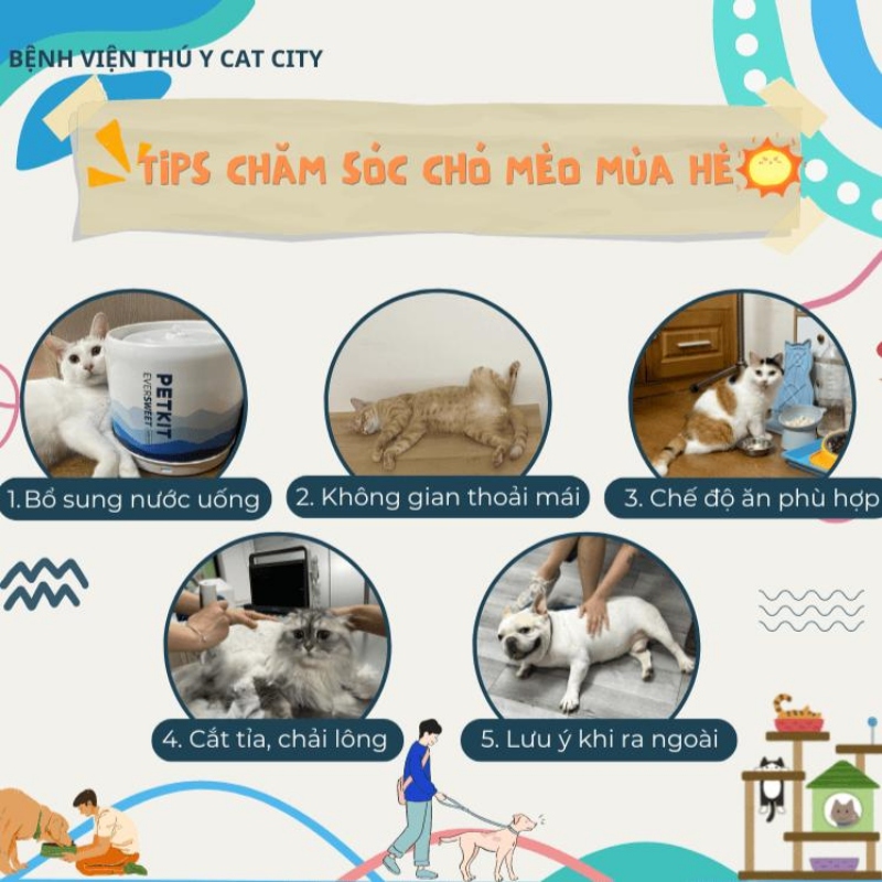 Chó mèo dễ mắc bệnh gì vào mùa nóng? 6 Cháy nắng: Hiểm họa từ ánh nắng gay gắt