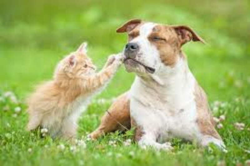 Chó mèo dễ mắc bệnh gì vào mùa nóng? 3 Viêm da dị ứng do bọ chét trong mùa hè