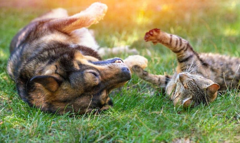 Chó mèo dễ mắc bệnh gì vào mùa nóng? 1 Các bệnh thường gặp ở chó mèo vào mùa nắng nóng