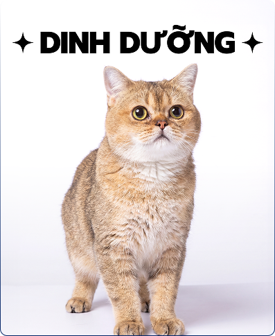 Dinh Dưỡng