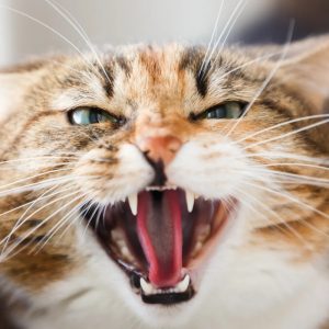 Hành vi của mèo thay đổi đột ngột, nguyên nhân là gì?