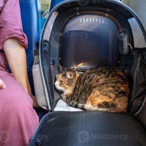 Vì Sao Mèo Thích Ở Một Mình Nhưng Mèo Vẫn Bám Chủ?