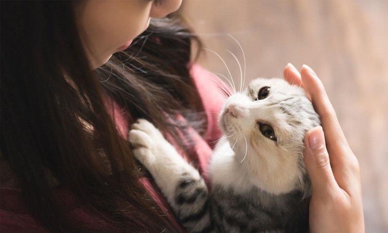 Hành vi thể hiện tình cảm của mèo – điểm khác biệt rõ rệt so với các loại vật nuôi khác