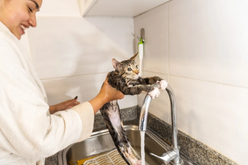 Mèo – Loài vật độc lập nhưng vẫn gắn bó sâu sắc với chủ nhân
