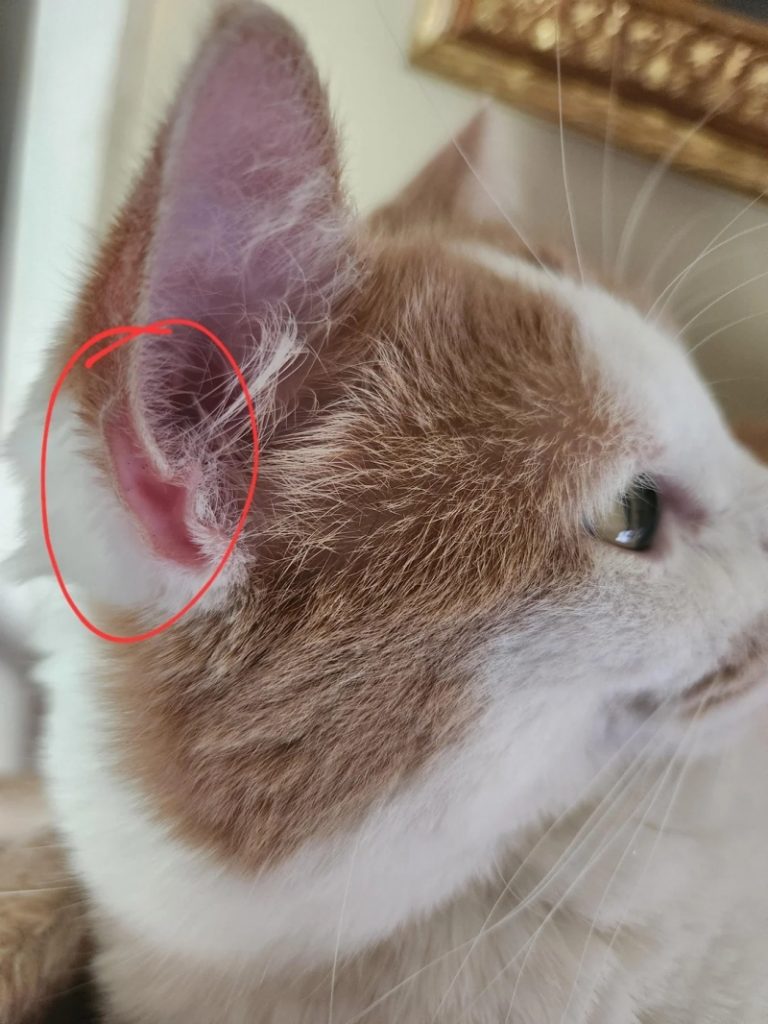 Mèo Nhận Biết Giọng Nói Của Chủ Nhân? 1 Mèo nhận biết giọng nói và các bằng chứng khoa học