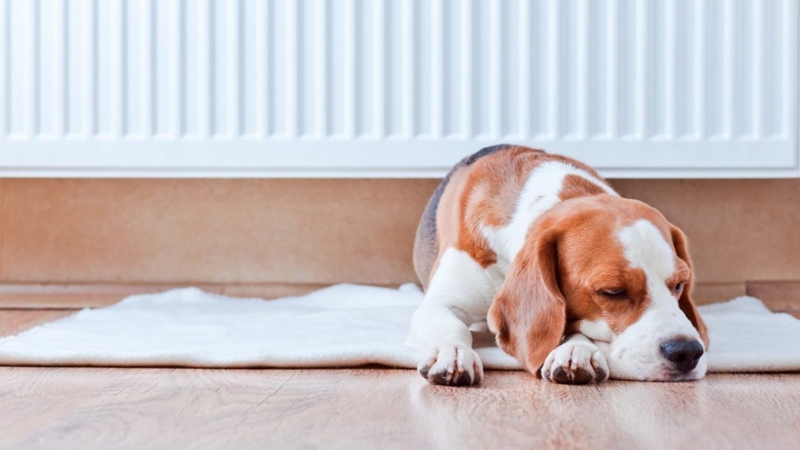 Kinh Nghiệm Nuôi Chó Trong Căn Hộ Chung Cư 5 Phương pháp dạy chó đi vệ sinh trên tã lót và thảm giấy