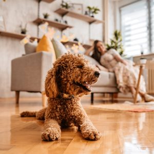 Kinh Nghiệm Nuôi Chó Trong Căn Hộ Chung Cư