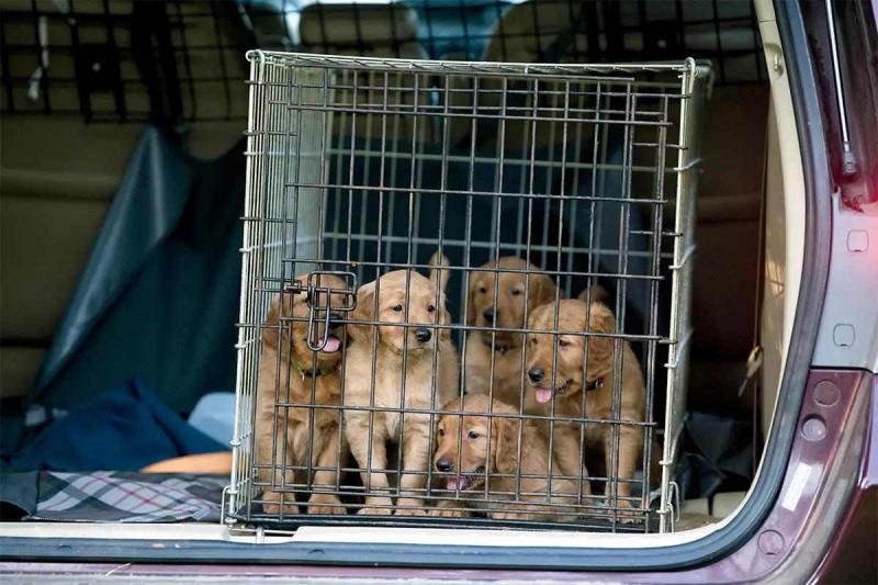 Làm sao để vận chuyển chó đi xa một cách an toàn 2 Phòng chống say xe và tạo sự thoải mái cho chó mèo