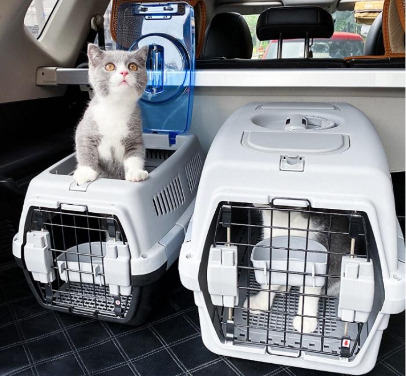 Những rủi ro khi vận chuyển mèo và cách phòng tránh 5 Chuẩn bị vật dụng cần thiết cho mèo