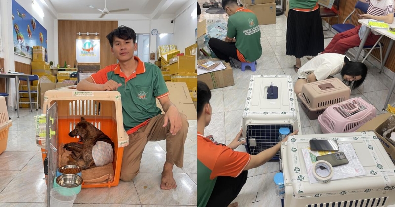 Những rủi ro khi vận chuyển mèo và cách phòng tránh 4 Lựa chọn phương tiện phù hợp