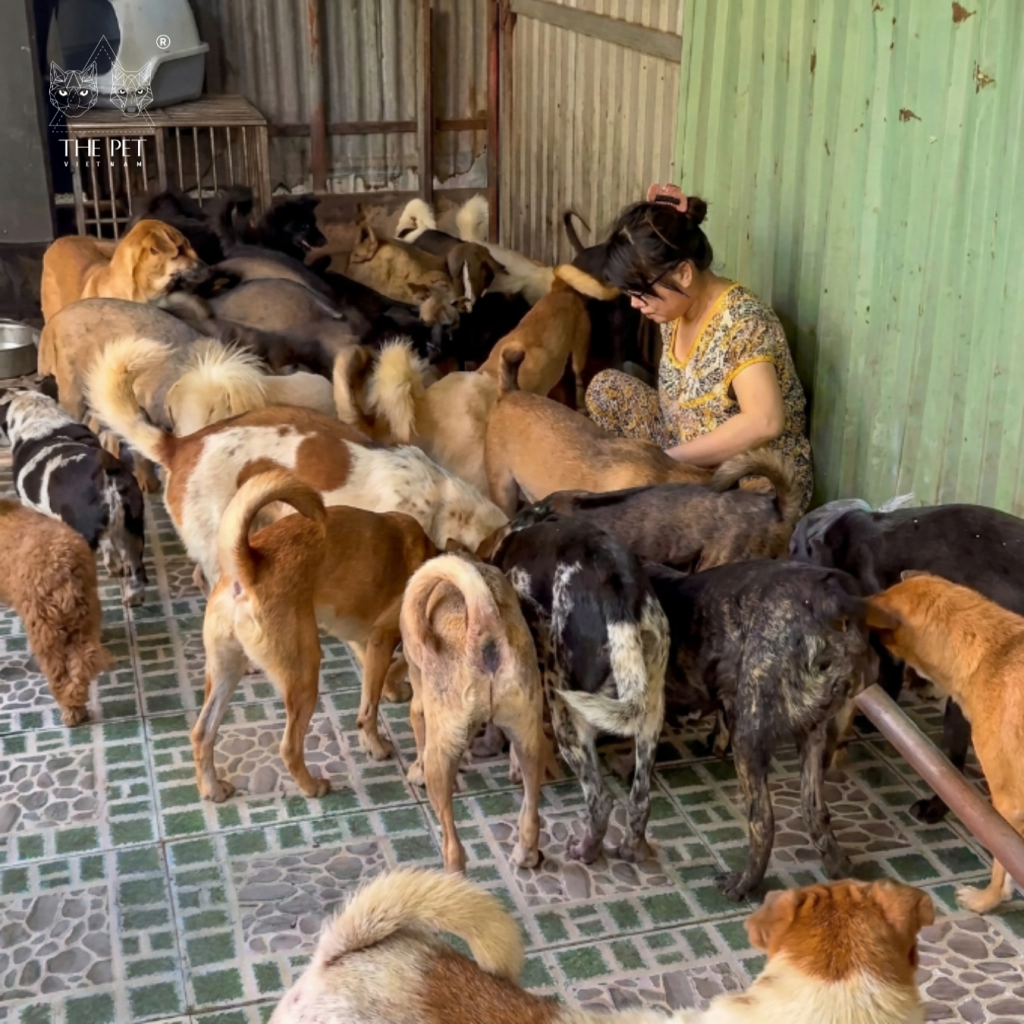 mái ấm chó mèo