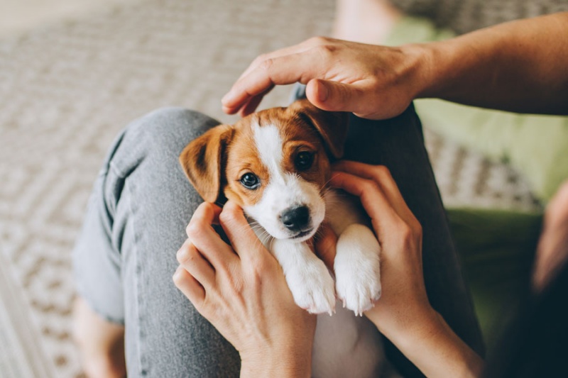 Gợi ý cách chọn đồ ăn cho chó trưởng thành