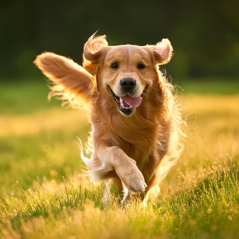 Gợi ý cách chọn đồ ăn cho chó trưởng thành