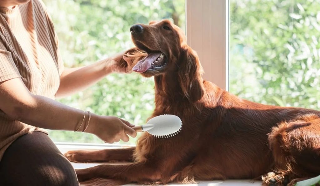 Chăm Sóc Chó Hằng Ngày: Hướng Dẫn Chi Tiết Cho Người Nuôi Lần Đầu 4 cham-soc-cho