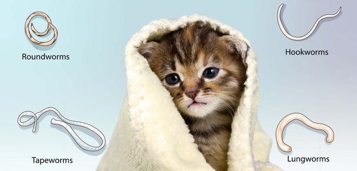 Tẩy Giun Cho Mèo: 5 Bước Hỗ Trợ Mèo Khỏe Mạnh Sau Khi Điều Trị 2 tay-giun-cho-meo
