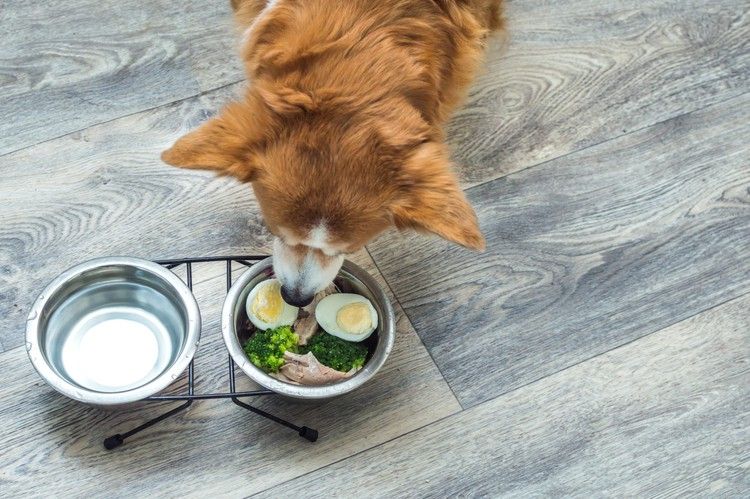 Thức Ăn Cho Chó Bị Rụng Lông: Chọn Gì Để Lông Khỏe, Da Đẹp? 4 thuc-an-cho-cho-bi-rung-long