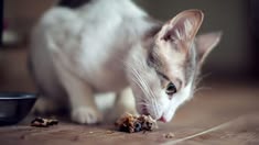 Thức Ăn Cho Mèo: Bí Quyết Chọn Khẩu Phần Phù Hợp Theo Nhu Cầu Dinh Dưỡng 8 thuc-an-cho-meo