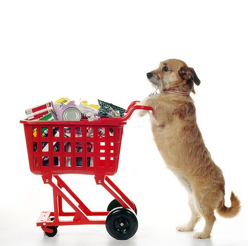 Top 6 Shop Thú Cưng Uy Tín Tại TP. Hồ Chí Minh