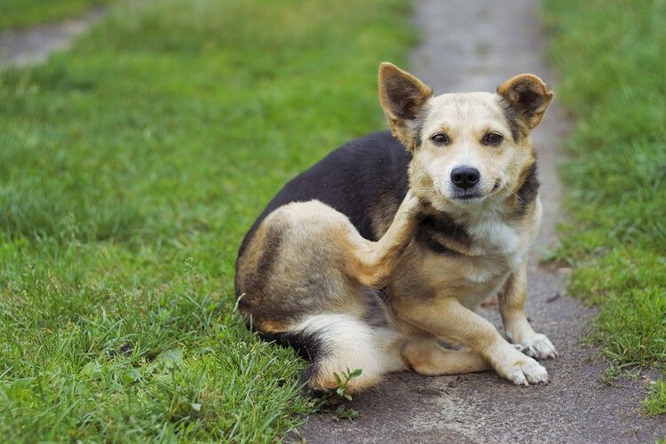 Chăm Sóc Chó Bị Viêm Da: 5 Cách Chăm Sóc Để Da Nhanh Phục Hồi 2 cham-soc-cho-bi-viem-da