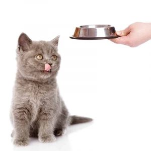 pet-shop-ban-pate-cho-meo-tp-hcm