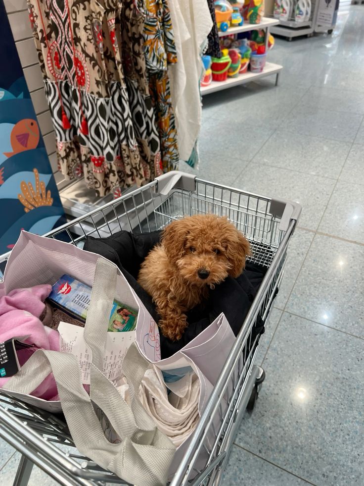 pet-shop